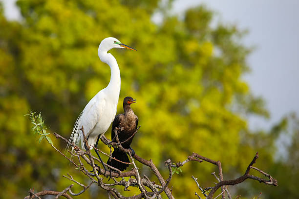 Great Egret (Ardea alba) Great Egret (Ardea alba) sitting on a tree branch ding darling national wildlife refuge stock pictures, royalty-free photos & images