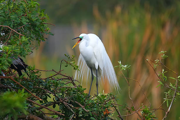 Great Egret (Ardea alba) Great Egret (Ardea alba) sitting on a tree branch ding darling national wildlife refuge stock pictures, royalty-free photos & images