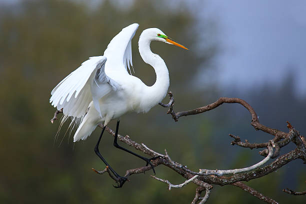 Great Egret (Ardea alba) Great Egret (Ardea alba) sitting on a tree branch ding darling national wildlife refuge stock pictures, royalty-free photos & images