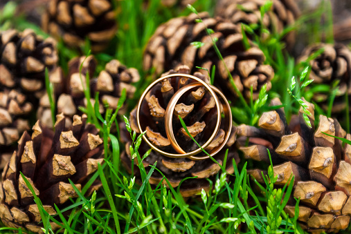 Two gold wedding rings lying on a pile of pine cones in grass
