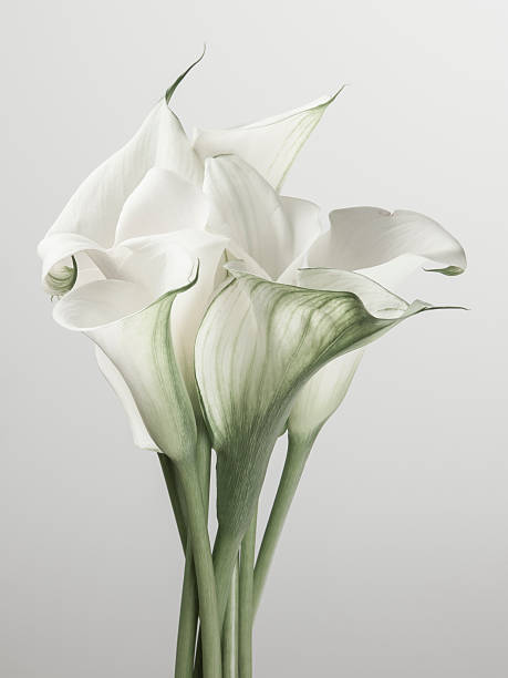 ramo de callas blancas sobre fondo blanco - alcatraz flor fotografías e imágenes de stock