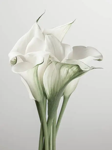 bouquet of white callas on a white background