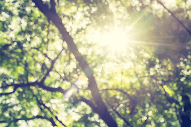 istock Blurred Looking at sun behind branch of tree in park, 599901274
