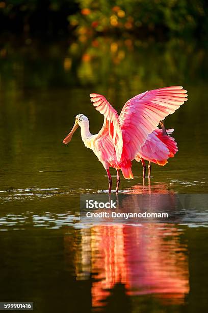 Roseate Spoonbill Stock Photo - Download Image Now - Adult, Animal, Animal Wildlife