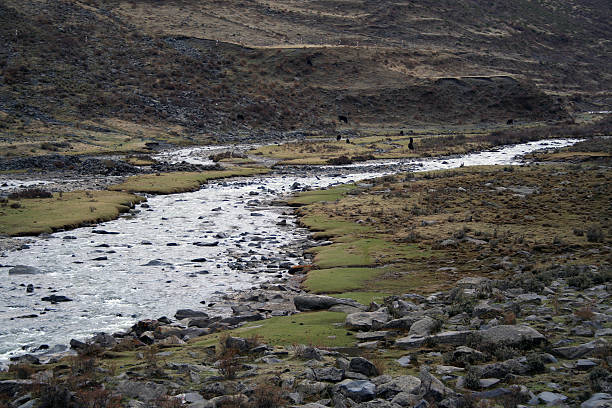 istock herd of yaks in tibetan river 599902368