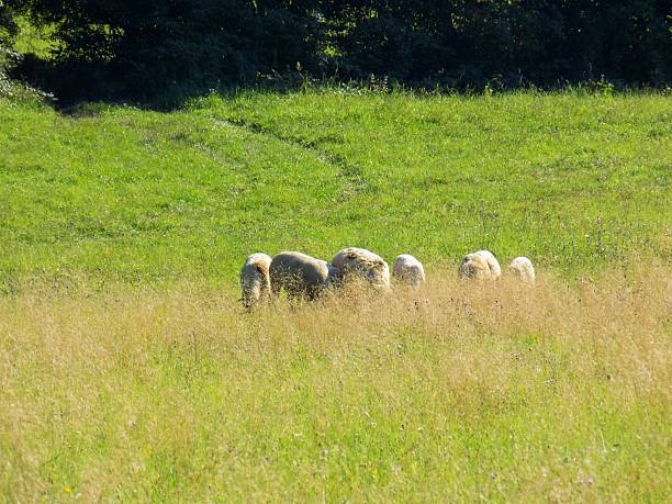 Sheeps