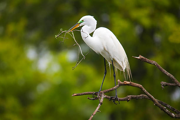 Great Egret (Ardea alba) Great Egret (Ardea alba) sitting on a tree with sticks in its beak ding darling national wildlife refuge stock pictures, royalty-free photos & images