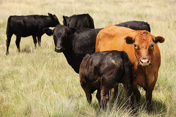 istock Cows Heifers Calf Pasture Livestock 599902764