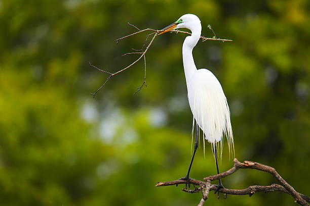 Great Egret (Ardea alba) Great Egret (Ardea alba) sitting on a tree with sticks in its beak ding darling national wildlife refuge stock pictures, royalty-free photos & images