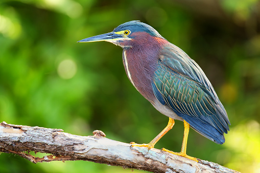 Green heron (Butorides virescens) sitting on a tree
