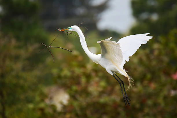 Great Egret (Ardea alba) in flight Great Egret (Ardea alba) flying with a stick in its beak ding darling national wildlife refuge stock pictures, royalty-free photos & images