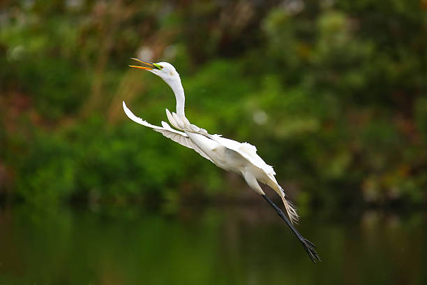 Great Egret (Ardea alba) in flight Great Egret (Ardea alba) flying ding darling national wildlife refuge stock pictures, royalty-free photos & images