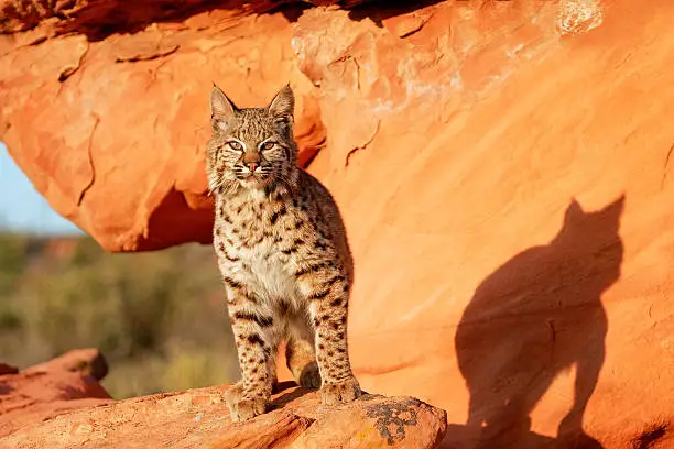 Bobcat (Lynx rufus) standing on red rocks