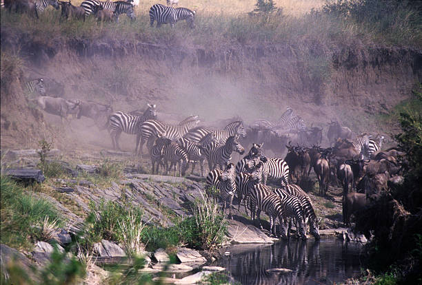 istock Wildbeast and zebra crossing the Tiak Tiak river, Kenya 599905706