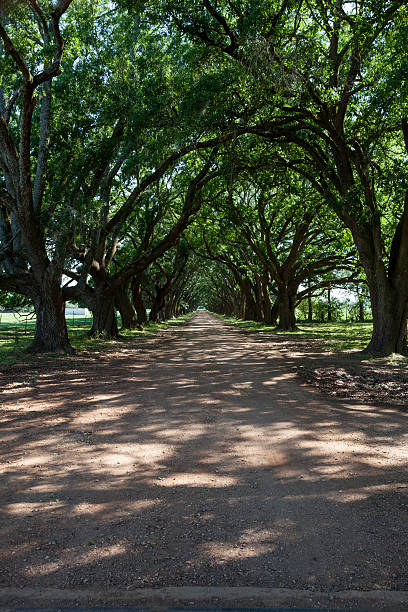 istock Shady Dirt road lined  covered with Oak Trees Louisiana 599905986