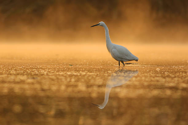 istock bird in misty morning 599906150