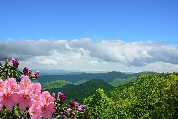 istock Beautiful wild flowers blooming in mountains. 599907866