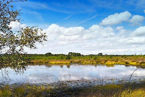 istock Landscape with fen in the Kalmthoutse Heide,Belgium 599909342