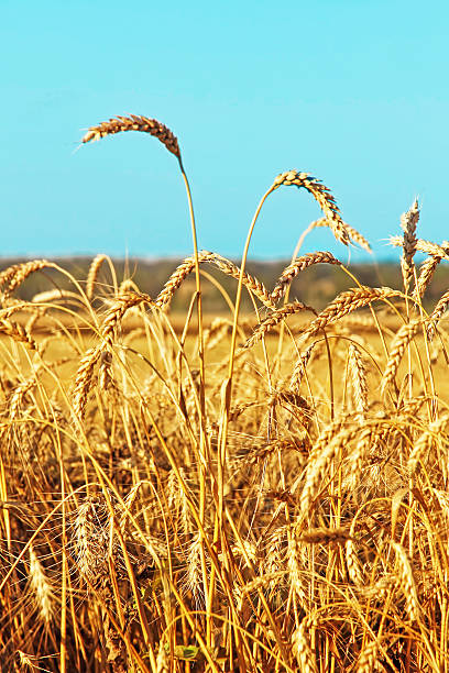 istock Ripe wheat ears on field against blue sky.Toned image. 599909650