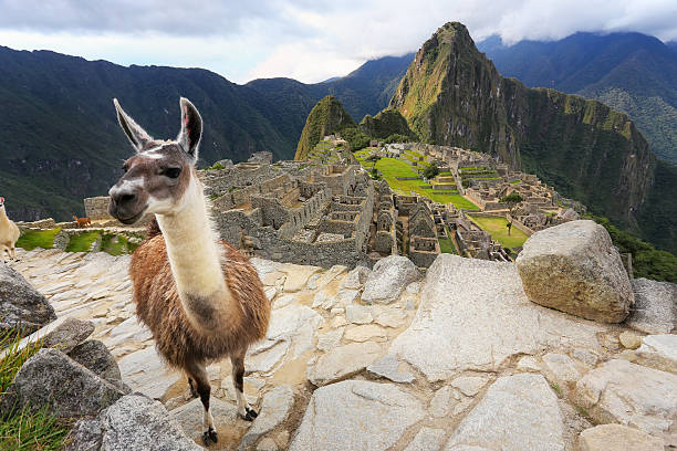 istock Llama standing at Machu Picchu overlook in Peru 599910402