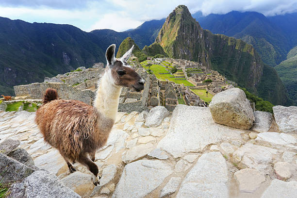 istock Llama standing at Machu Picchu overlook in Peru 599910482