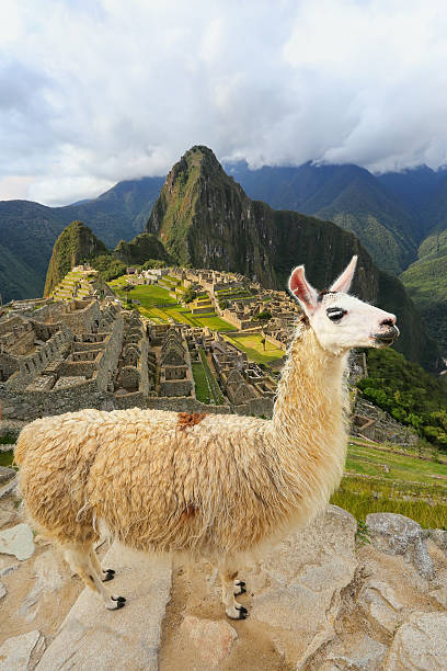 istock Llama standing at Machu Picchu overlook in Peru 599910622