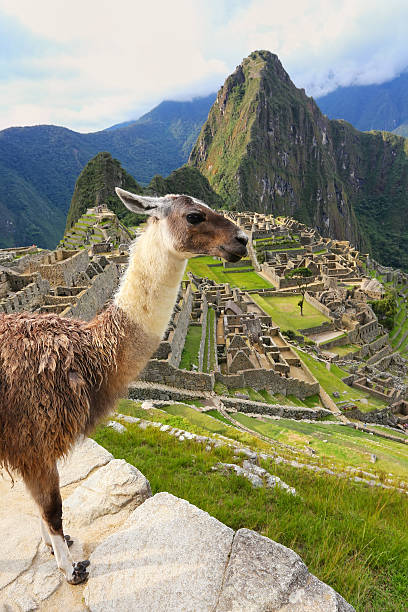 istock Llama standing at Machu Picchu overlook in Peru 599910956