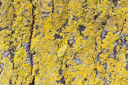 Xanthoria parietina is a foliose or leafy lichen on tree bark