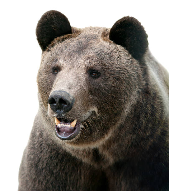 istock wild Brown bear portrait. 599911776