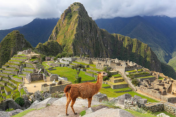 istock Llama standing at Machu Picchu overlook in Peru 599913834
