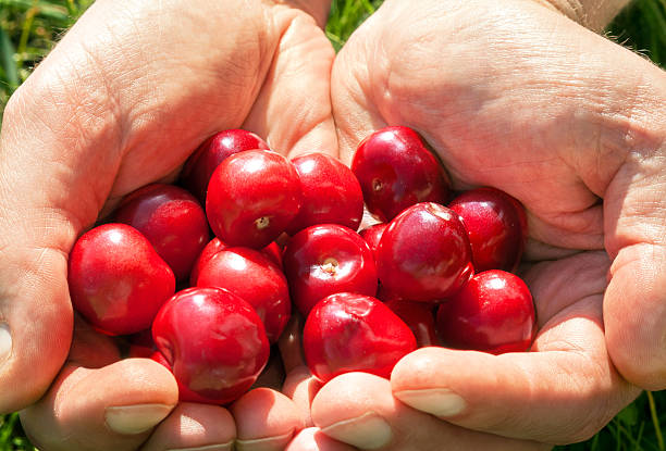 istock Ripe cherries in the palms 599914534