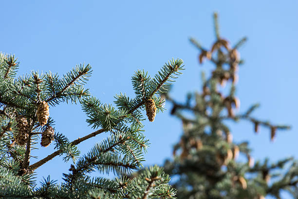 istock Young tree growing in the city center. 599914662