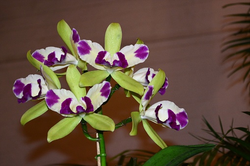 Beautiful orchids photographed at the Feast of the annual event flowers with orchids exhibition and many other flowers, the beautiful city of Joinville, Santa Catarina, Brazil, photo taken on 18/11/2015.