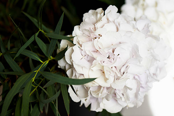 istock hydrangea with one bunch of white flowers and big green 599921920