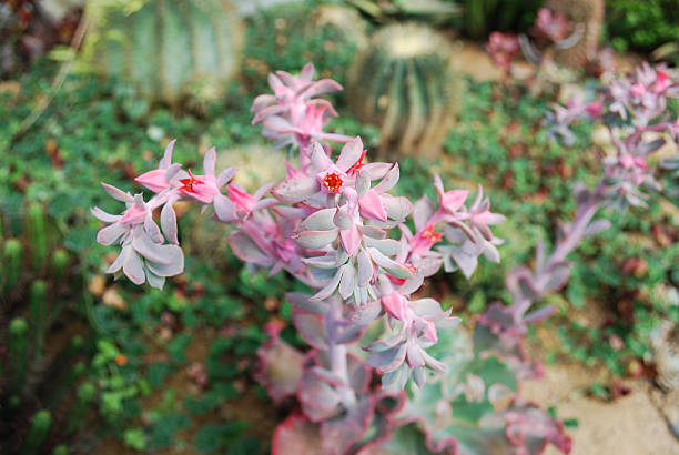 istock Echeveria 'Takasago No Okina' succulents bloom. 599922020