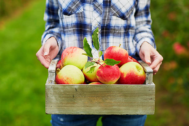 istock Woman's hands holding crate with red apples 599922106