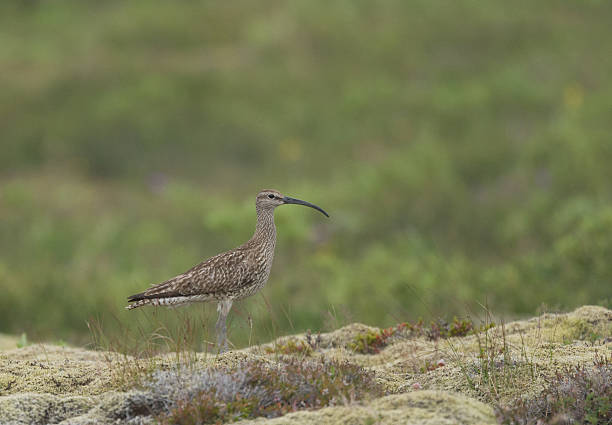 istock Whimbrel, Thingvellir National Park, Iceland 599922478