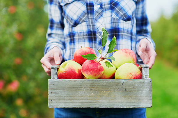 istock Woman picking ripe organic apples 599922492