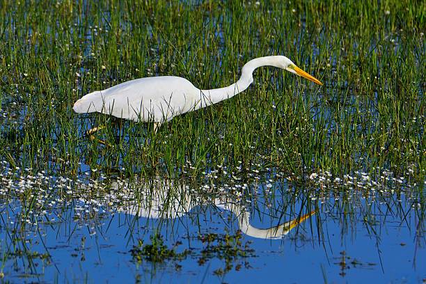 istock Great egret hunting in a pond. 599923362