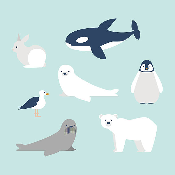 Arctic Animals Set Stock Illustration - Download Image Now - Polar Bear,  Penguin, Cute - iStock