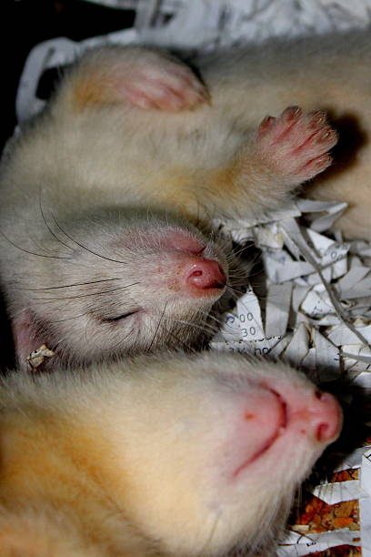 istock Two Female Ferret kits with black eyes close up Macro 599923910