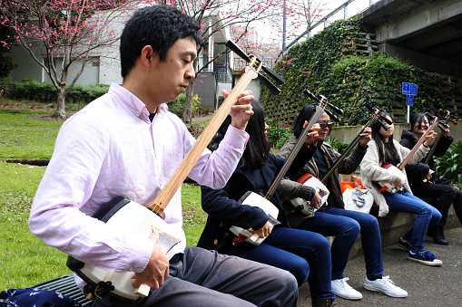 Auckland, New Zealand - September 3, 2016: Japanese people play music on a Shamisen musical instrument outside in a park.  The instrument is used to accompany puppet plays and folk songs