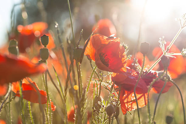 istock poppy field 599950796