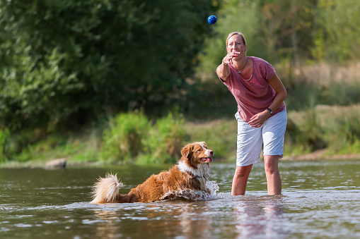 woman plays with an Australian Shepherd dog in a river