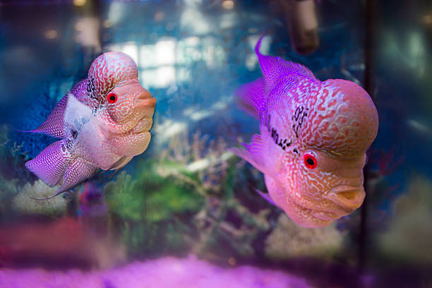 istock Flowerhorn cichlid aquarium fish. 599951564