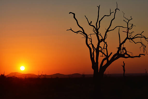 Pôr-do-sol africano - foto de acervo