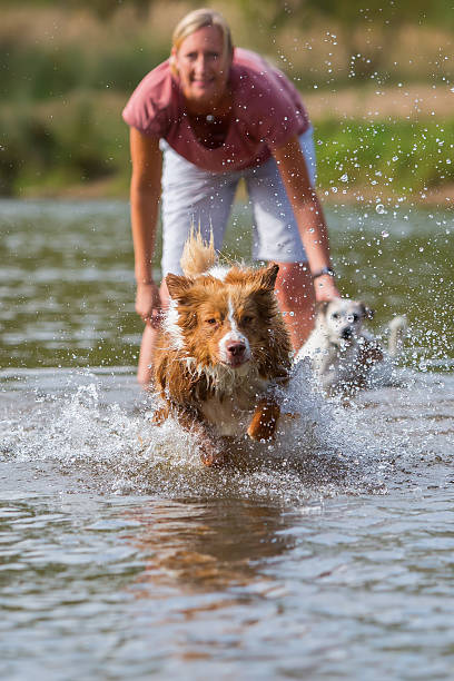 istock woman plays with an Australian Shepherd dog in a river 599951904