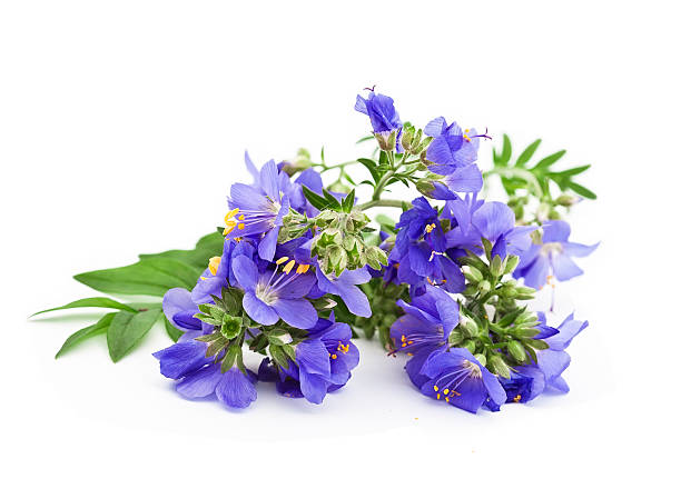 istock Jacob's Ladder or Greek valerian 599952660