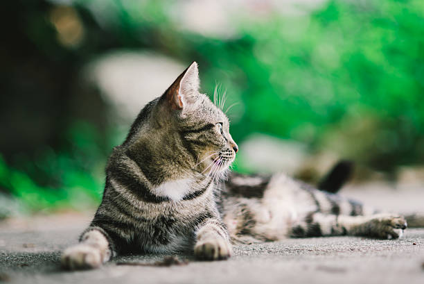 istock American cats shock Harry . 599953424