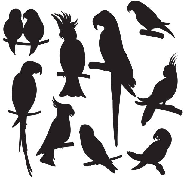 Cartoon parrots set vector vector art illustration